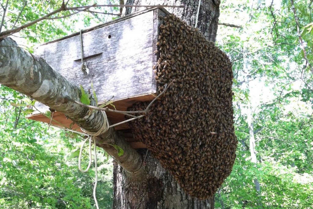 bee removal service